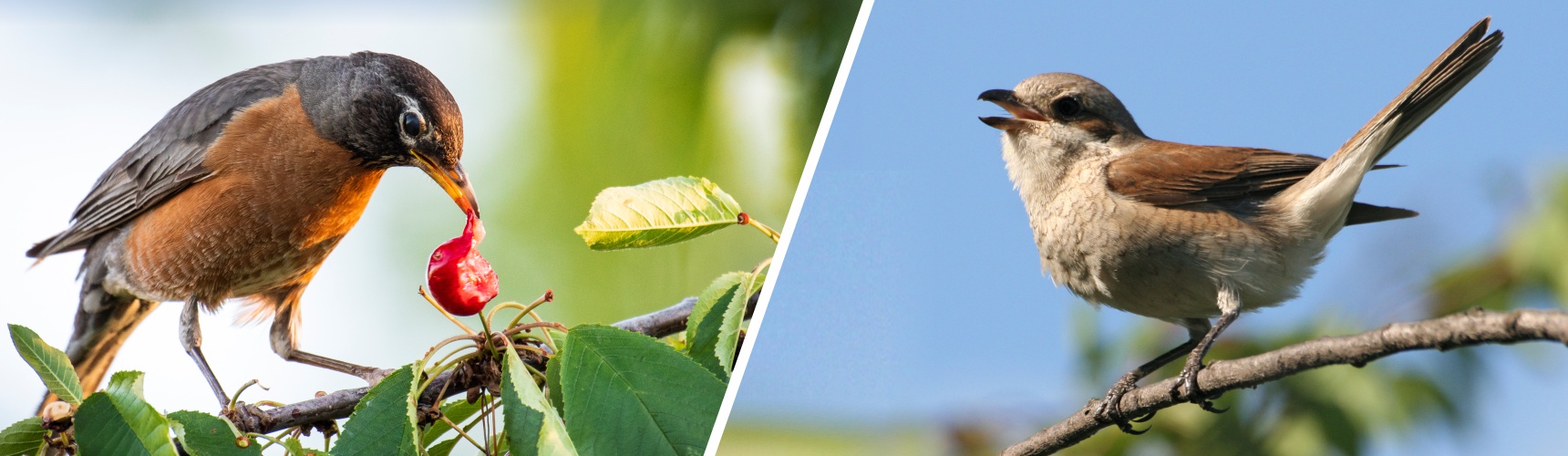 des oiseaux